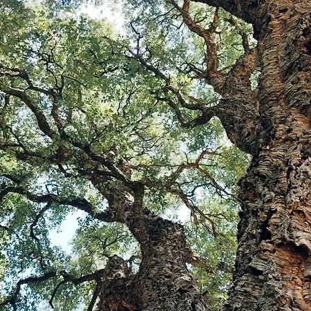 Les Bergeries De Piazzagina * Pedi Quarciu